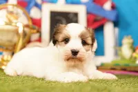 P pop, a male Shichon for sale in Lake Mills, IA – 1 of 3