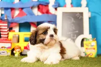 Meringue, a female Shih Tzu for sale in Lake Mills, IA – 4 of 7