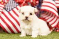 Oldsmobile, a female Shih Tzu and Maltipom for sale in Lake Mills, IA – 3 of 3
