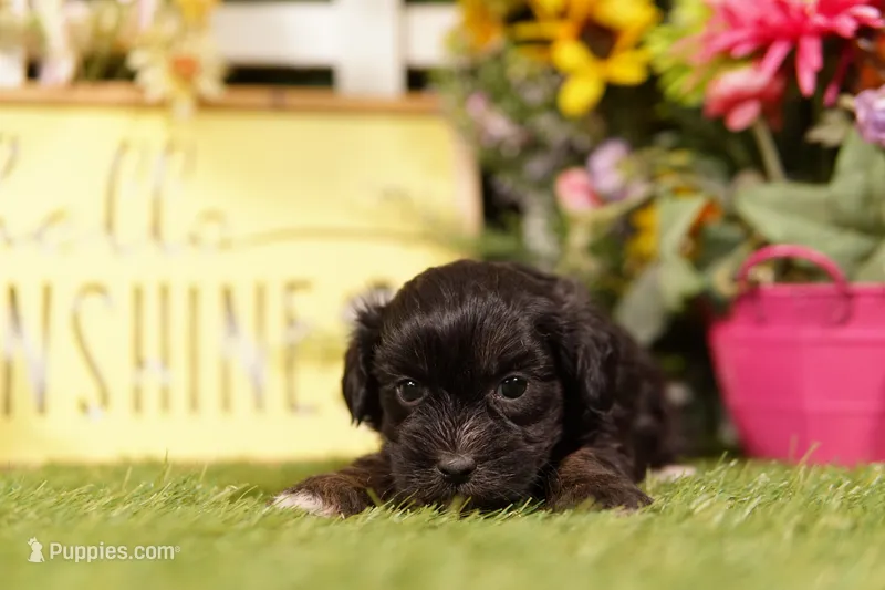 Microwave – Shihpoo puppy for sale in Lake Mills, IA