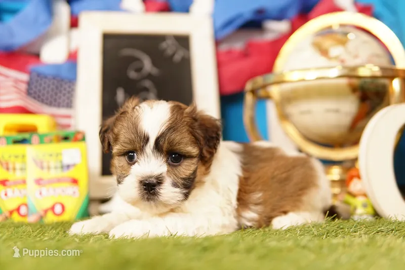 Fish Sandwich – Havanese, Shih Tzu puppy for sale in Lake Mills, IA
