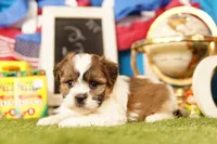 Fish Sandwich, a male Havanese and Shih Tzu for sale in Lake Mills, IA – 1 of 3