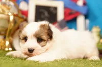 P pop, a male Shichon for sale in Lake Mills, IA – 3 of 3