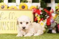 Snuffy, a male Schnoodle and Poodle - Miniature  for sale in Lake Mills, IA – 4 of 4