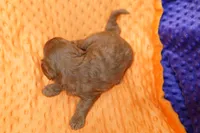 Princeton, a female Cavapoo for sale in Lake Mills, IA – 3 of 3