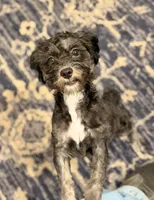 Jake, a male Shihpoo for sale in Lake Mills, IA – 5 of 9