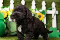 Hamilton, a male Schnoodle for sale in Lake Mills, IA – Photo 5 of 6