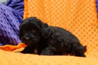 Bulova, a male Schnoodle for sale in Lake Mills, IA – Photo 4 of 6