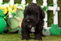 Hamilton, a male Schnoodle for sale in Lake Mills, IA – Photo 1 of 6