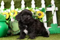 Bulova, a male Schnoodle for sale in Lake Mills, IA – Photo 5 of 6