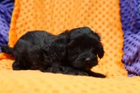 Bulova, a male Schnoodle for sale in Lake Mills, IA – Photo 3 of 6