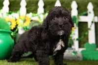 Hamilton, a male Schnoodle for sale in Lake Mills, IA – Photo 6 of 6