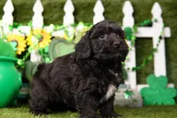 Bulova, a male Schnoodle for sale in Lake Mills, IA – Photo 6 of 6