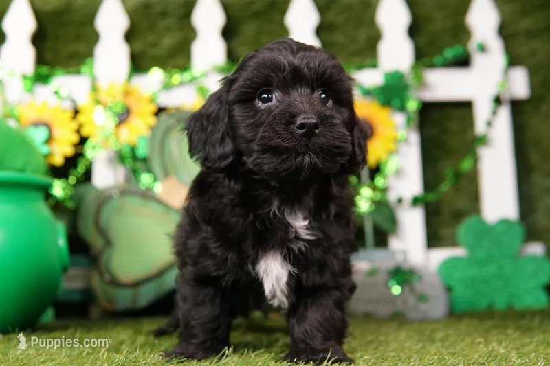 Bulova – Schnoodle puppy for sale in Lake Mills, IA