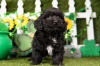 Bulova, a male Schnoodle for sale in Lake Mills, IA – Photo 1 of 6