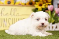 Skittles, a female Maltese for sale in Lake Mills, IA – 2 of 3