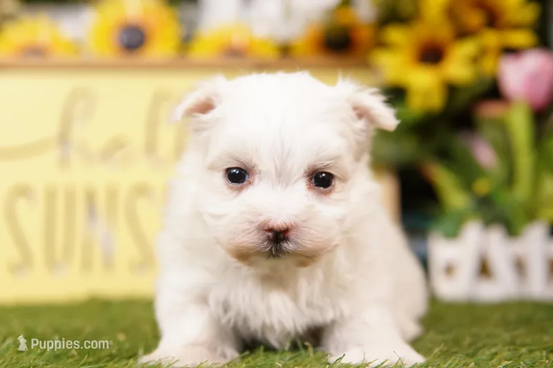 Skittles – Maltese puppy for sale in Lake Mills, IA