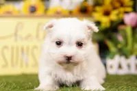 Skittles, a female Maltese for sale in Lake Mills, IA – 1 of 3