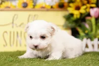 Skittles, a female Maltese for sale in Lake Mills, IA – 3 of 3