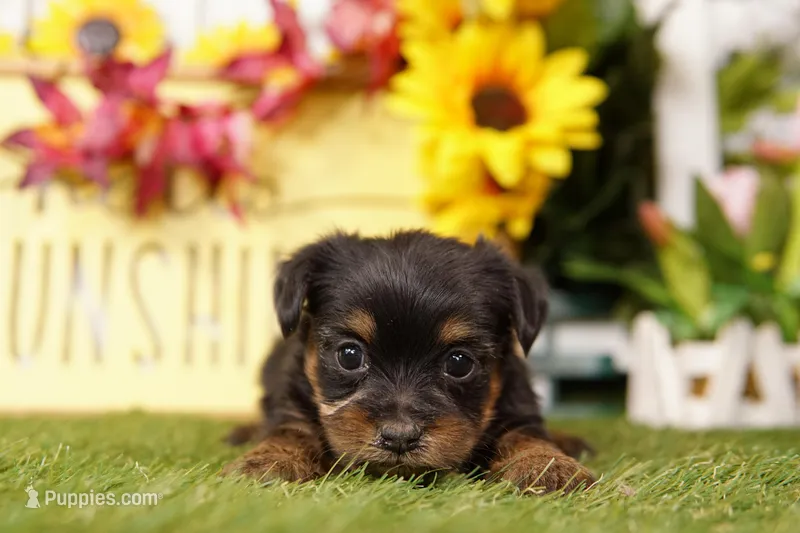 Jennifer – Shorkie puppy for sale in Lake Mills, IA