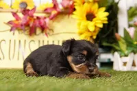 Jennifer, a female Shorkie for sale in Lake Mills, IA – Photo 3 of 3