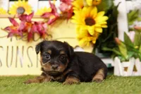 Jennifer, a female Shorkie for sale in Lake Mills, IA – Photo 2 of 3