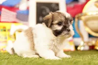 Corn Dog, a female Havanese and Shih Tzu for sale in Lake Mills, IA – 3 of 3