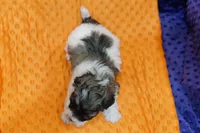 Kimber, a male Schnoodle and Maltese for sale in Lake Mills, IA – Photo 2 of 2