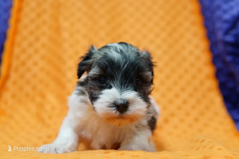 Kimber – Schnoodle, Maltese puppy for sale in Lake Mills, IA