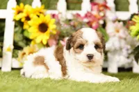 Biscuit, a male Bichon Frise and Havapoo for sale in Lake Mills, IA – 3 of 3