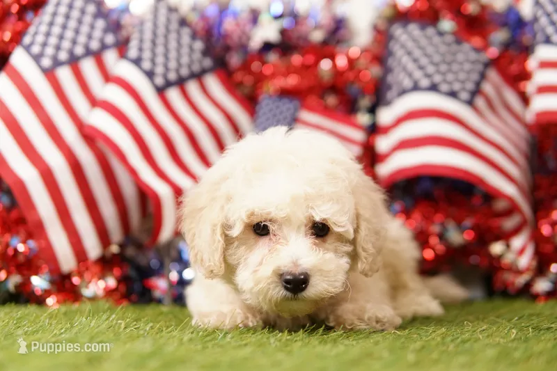 Snuffy – Schnoodle, Poodle - Miniature  puppy for sale in Lake Mills, IA
