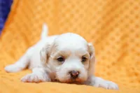 processed/929d2afc-5dc9-438a-8113-41bc83a0033d/listing/3853e623-4487-455d-8e02-c3d077f16b61/5311d0cf-fb06-4fdb-bd34-7b65163e0552