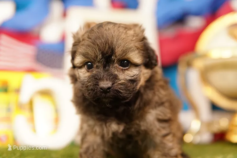 Bosch – Shichon, Bichpoo puppy for sale in Lake Mills, IA