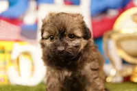 Bosch, a female Shichon and Bichpoo for sale in Lake Mills, IA – 1 of 3