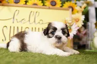 Rachel, a female Havanese and Shih Tzu for sale in Lake Mills, IA – Photo 2 of 3