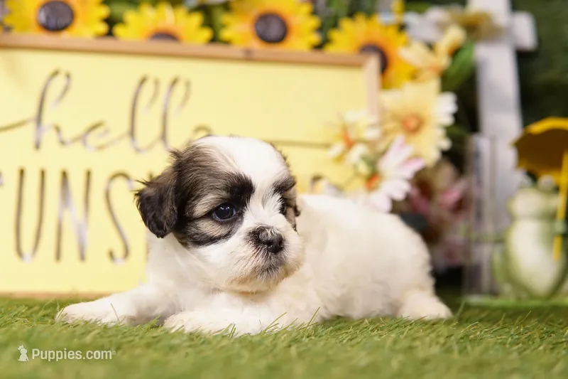 Rachel – Havanese, Shih Tzu puppy for sale in Lake Mills, IA