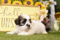 Rachel, a female Havanese and Shih Tzu for sale in Lake Mills, IA – Photo 1 of 3