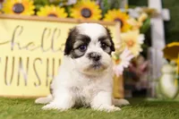 Rachel, a female Havanese and Shih Tzu for sale in Lake Mills, IA – Photo 3 of 3