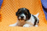 Ghost, a male Bichpoo and Havapoo for sale in Lake Mills, IA – Photo 2 of 6