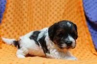 Ghost, a male Bichpoo and Havapoo for sale in Lake Mills, IA – Photo 4 of 6