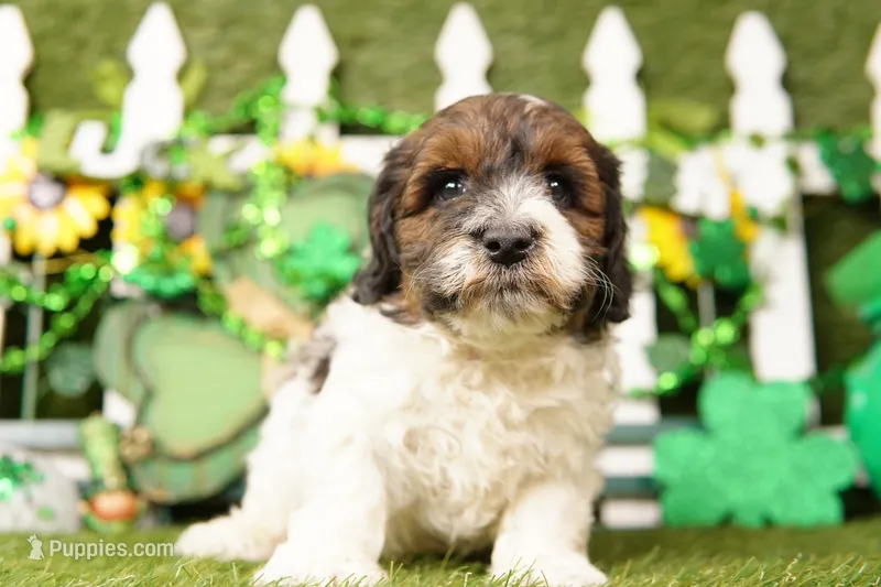 Ghost – Bichpoo, Havapoo puppy for sale in Lake Mills, IA