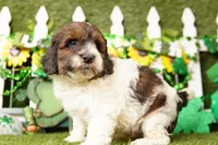 Ghost, a male Bichpoo and Havapoo for sale in Lake Mills, IA – Photo 5 of 6