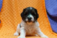 Ghost, a male Bichpoo and Havapoo for sale in Lake Mills, IA – Photo 3 of 6