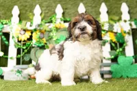 Ghost, a male Bichpoo and Havapoo for sale in Lake Mills, IA – Photo 6 of 6