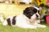 Keystone, a male Shih Tzu and Peek-A-Pom for sale in Lake Mills, IA – 2 of 3