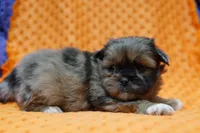 Flawless, a male Shih Tzu and Peek-A-Pom for sale in Lake Mills, IA – Photo 2 of 3