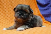 Flawless, a male Shih Tzu and Peek-A-Pom for sale in Lake Mills, IA – Photo 1 of 3