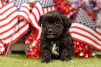 Fillet, a female Havapoo for sale in Lake Mills, IA – 2 of 3