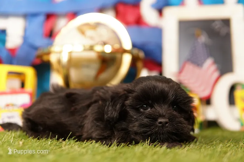Coke – Mal Shi puppy for sale in Lake Mills, IA