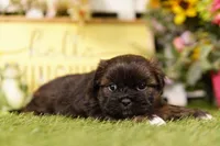 Miller, a male Shih Tzu and Peek-A-Pom for sale in Lake Mills, IA – 2 of 3